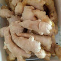Top Quality of Fresh Air Dry Ginger for Europ